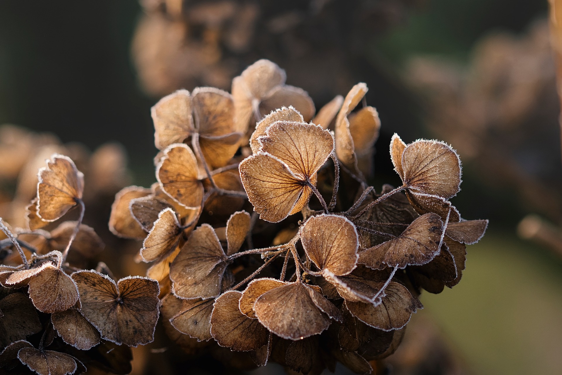 Përkushtim në lutje