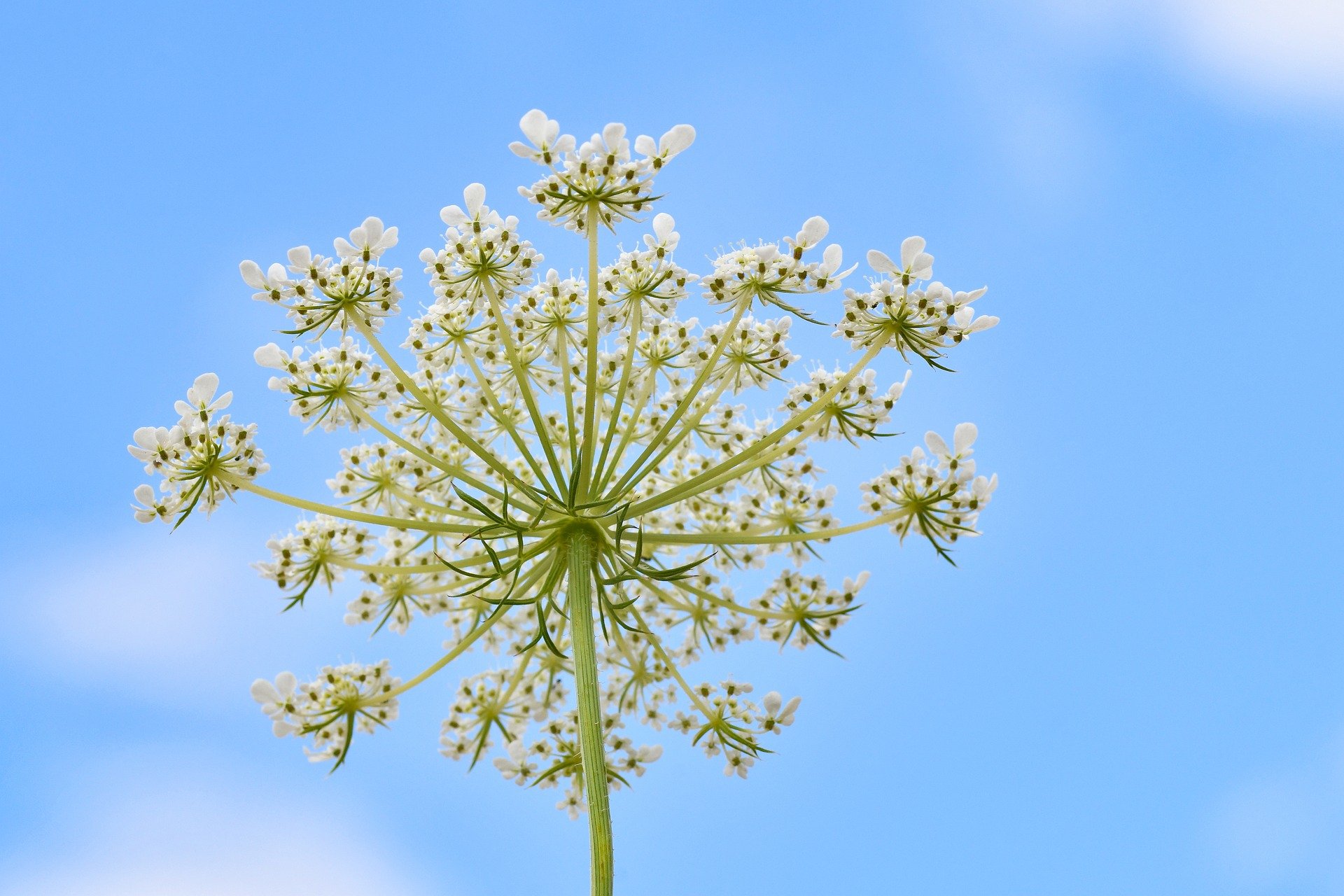 Plani i përjetshëm i Perëndisë