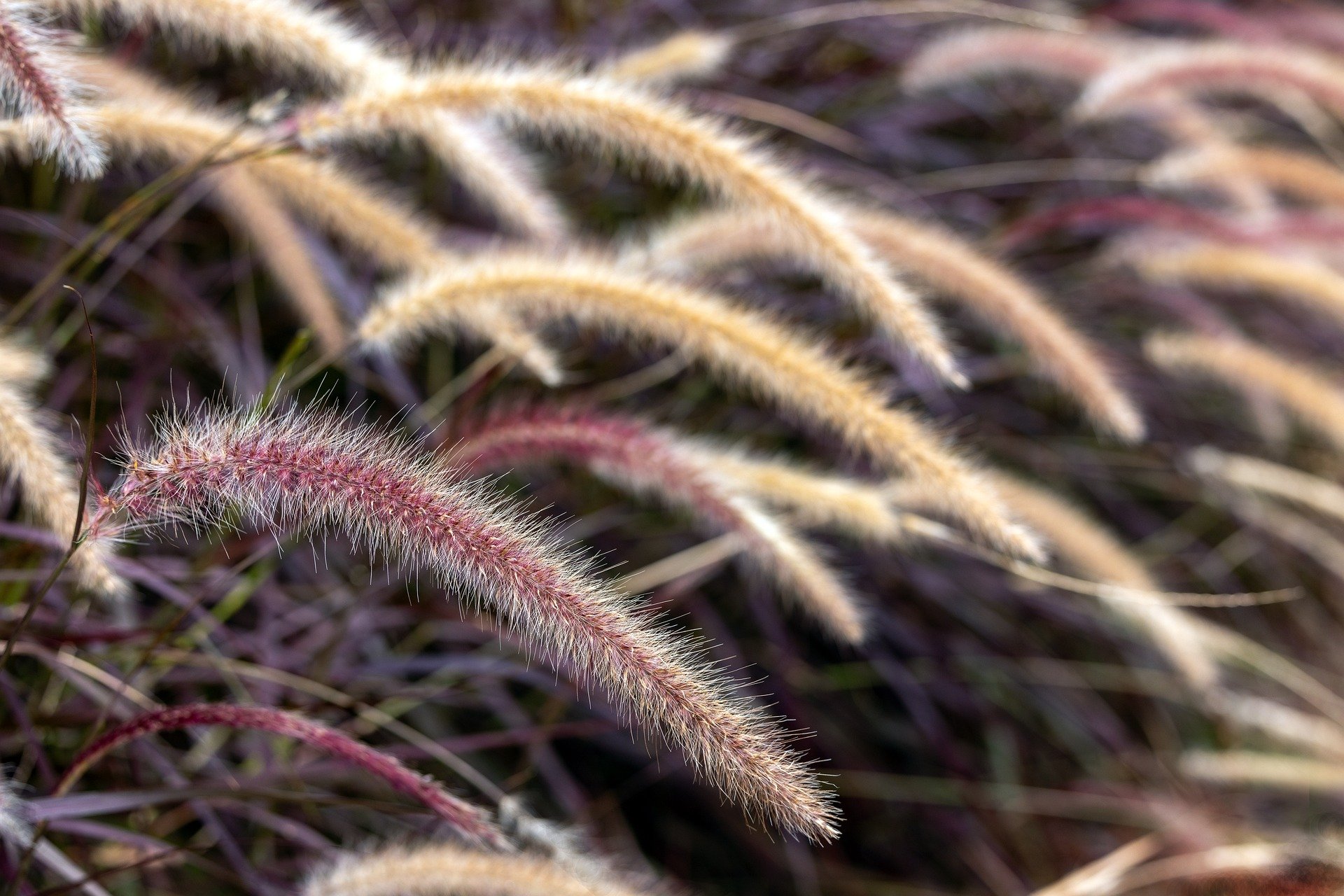 Një dietë e fortë