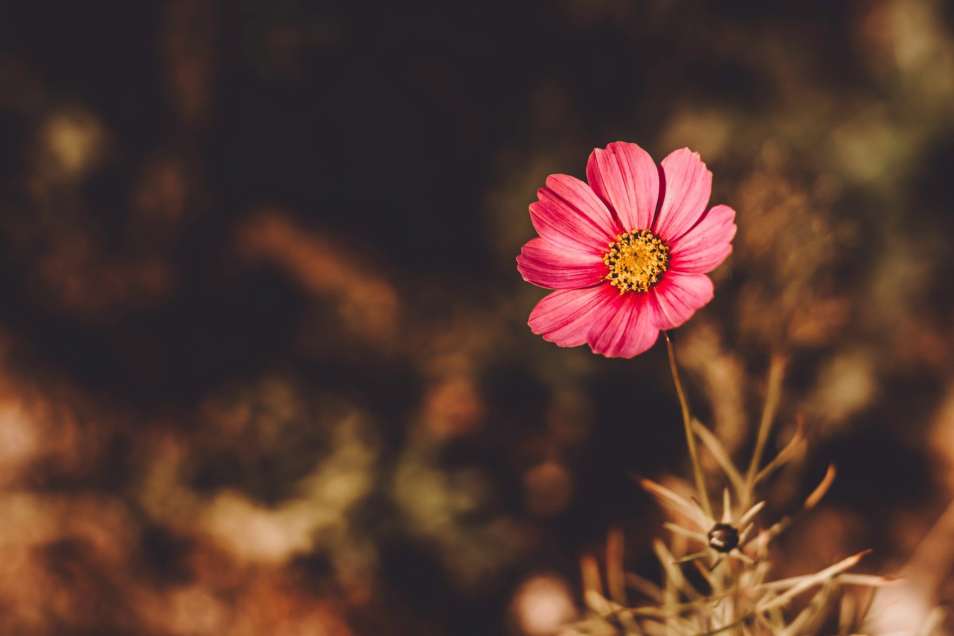 Luani ngadhënjimtar