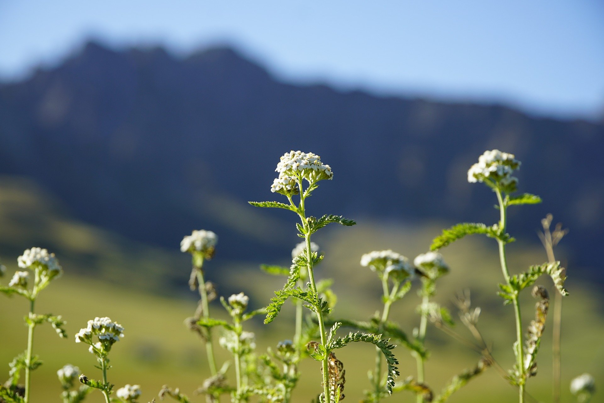 Përkushtim shembullor