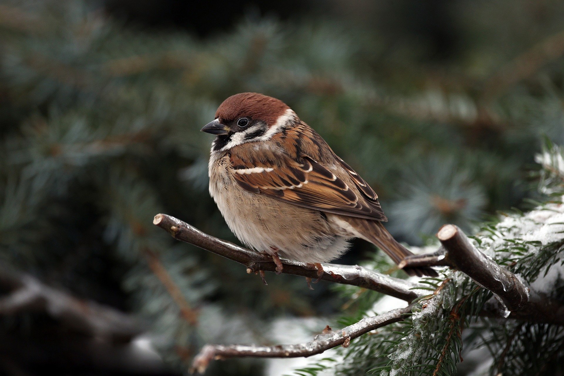 Të lutesh me plotbesim
