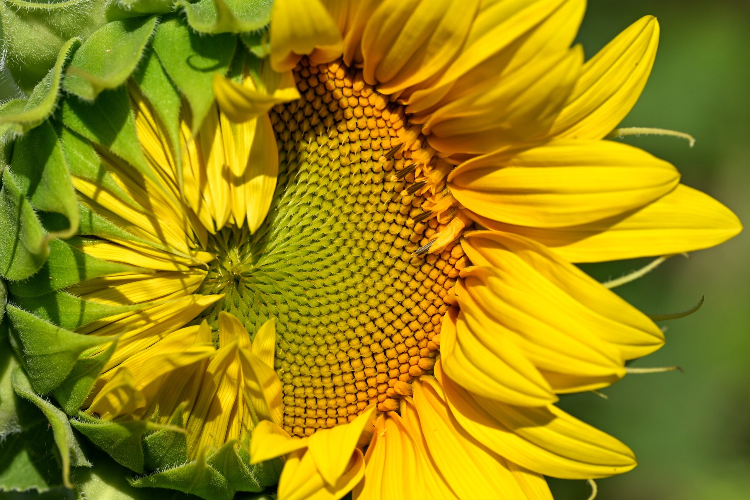 Të shohësh Krishtin në shkrime